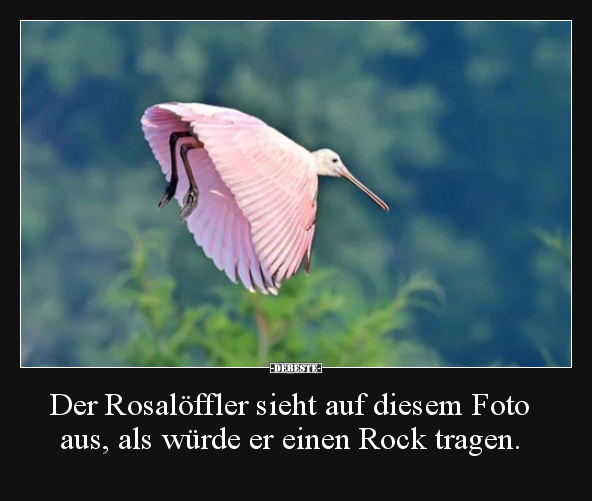 Der Rosalöffler sieht auf diesem Foto aus, als würde er..