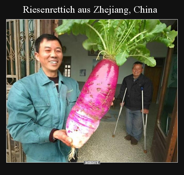 Riesenrettich aus Zhejiang, China.. - Lustige Bilder | DEBESTE.de