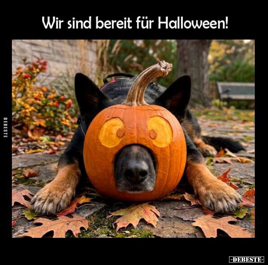 Wir sind bereit für Halloween!