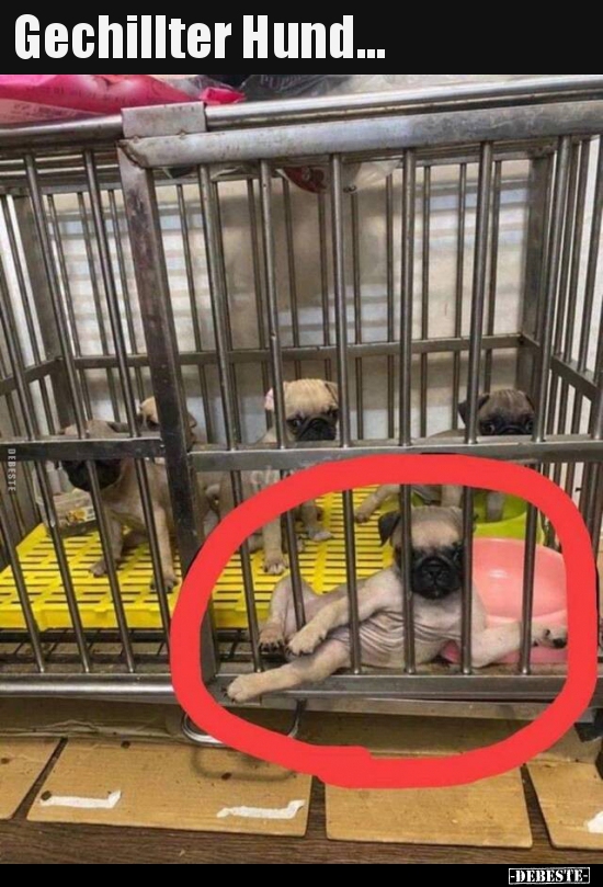 Gechillter Hund...