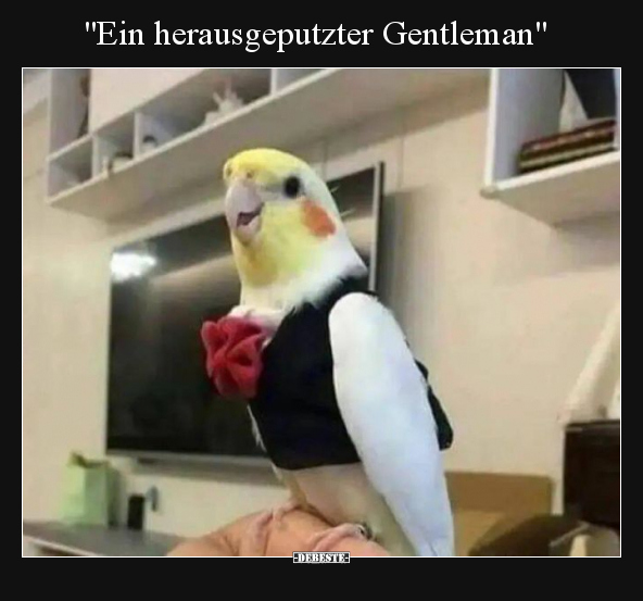 "Ein herausgeputzter Gentleman".. - Lustige Bilder | DEBESTE.de