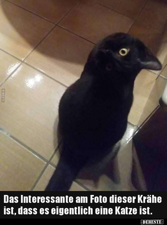 Das Interessante am Foto dieser Krähe ist, dass es..