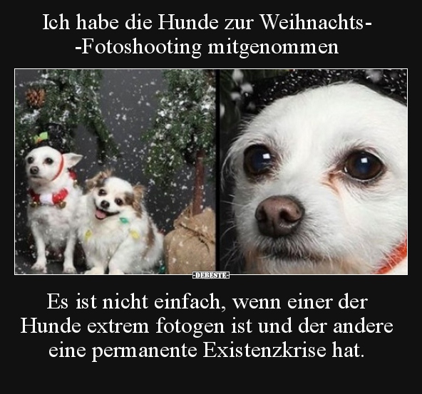 Ich habe die Hunde zur Weihnachts-Fotoshooting.. - Lustige Bilder | DEBESTE.de