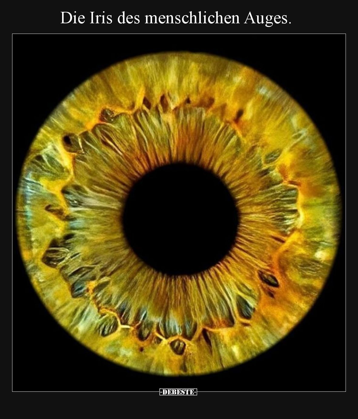 Die Iris des menschlichen Auges... - Lustige Bilder | DEBESTE.de