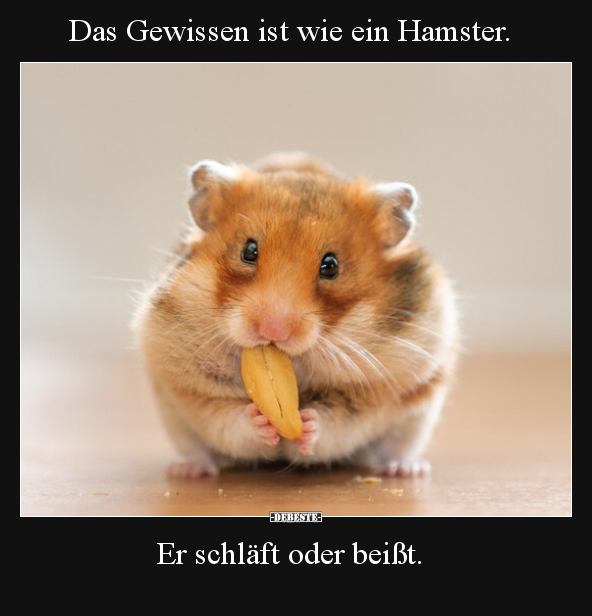 Das Gewissen ist wie ein Hamster. Er schläft oder beißt... - Lustige Bilder | DEBESTE.de