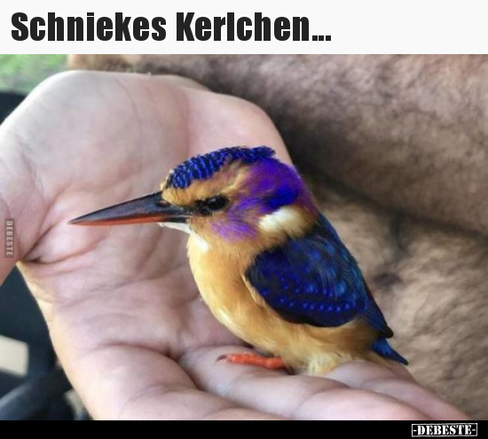 Schniekes Kerlchen...