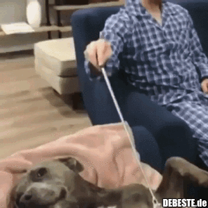 Im nächsten Leben werde ich Hund..