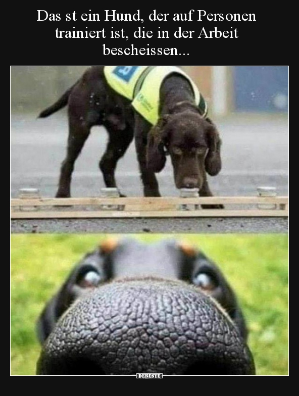 Das st ein Hund, der auf Personen trainiert ist, die in..