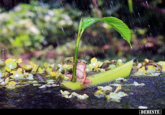  - Lustige Bilder | DEBESTE.de