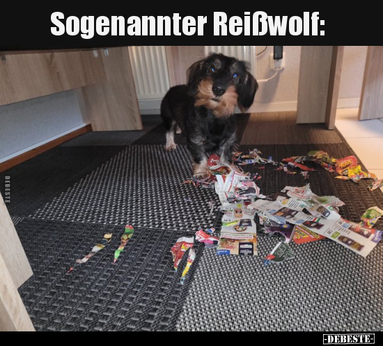 Sogenannter Reißwolf.. - Lustige Bilder | DEBESTE.de