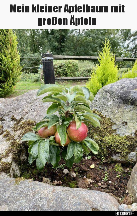 Mein kleiner Apfelbaum mit großen Äpfeln.. - Lustige Bilder | DEBESTE.de