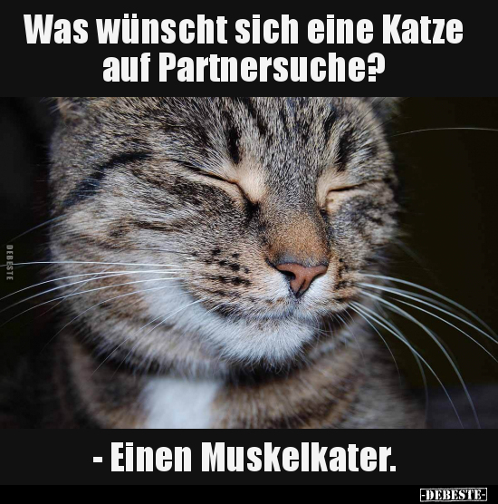 Was wünscht sich eine Katze auf Partnersuche?.. - Lustige Bilder | DEBESTE.de