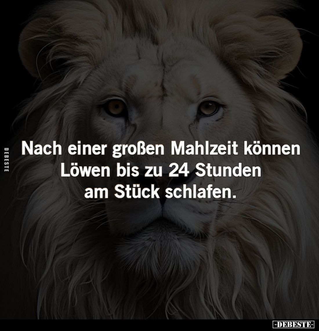 Nach einer großen Mahlzeit können Löwen bis zu 24 Stunden am Stück schlafen.