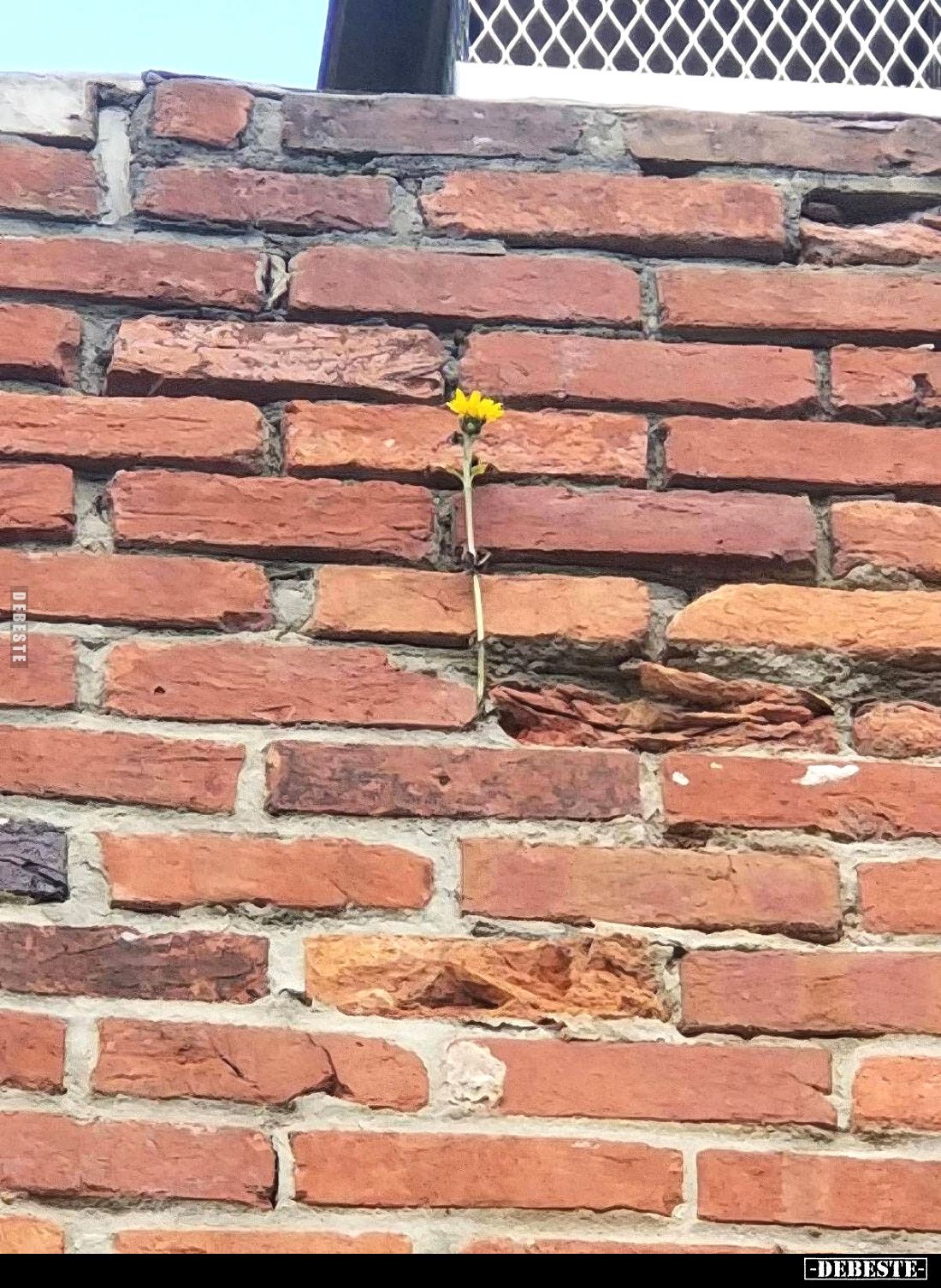  - Lustige Bilder | DEBESTE.de