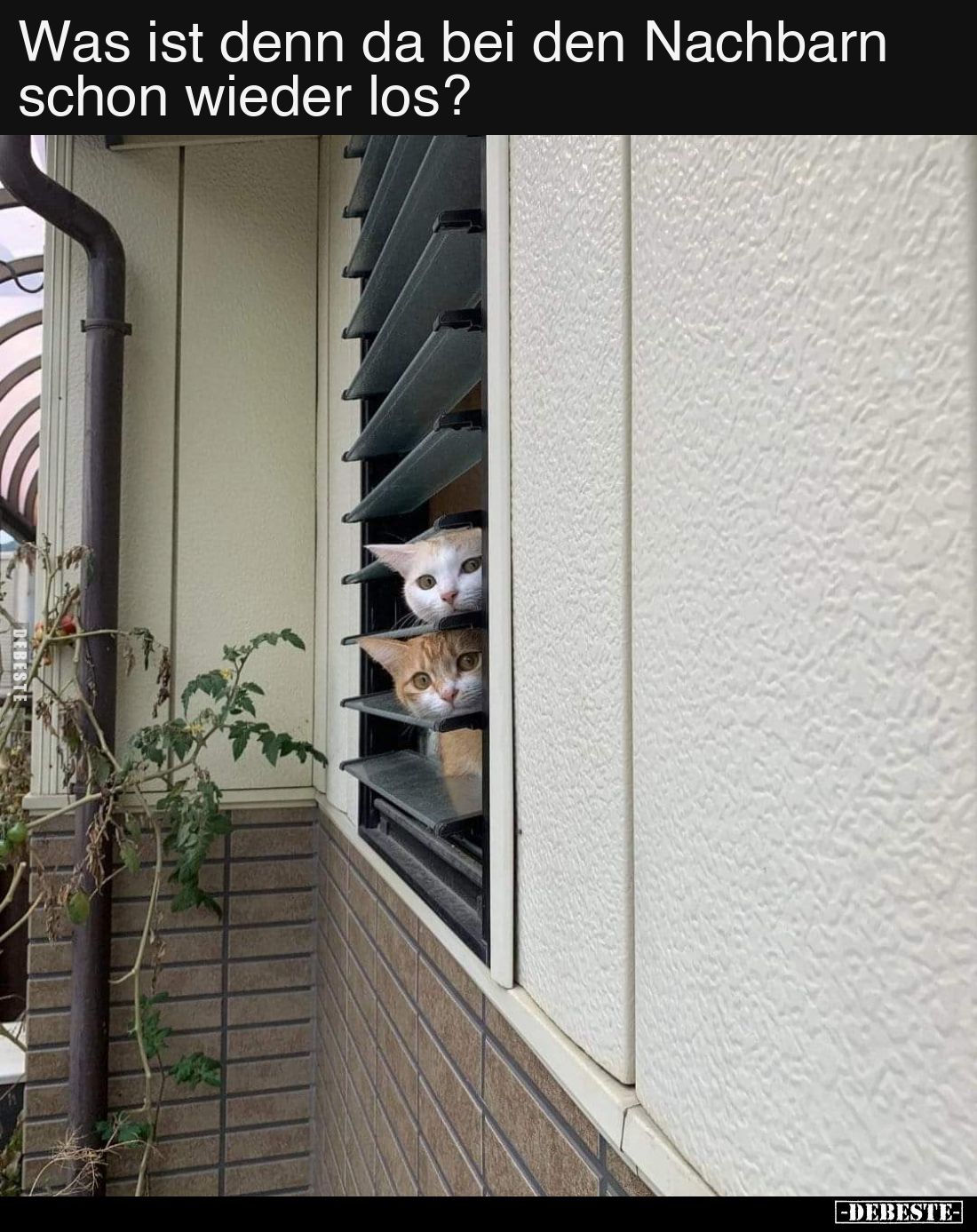 Was ist denn da bei den Nachbarn schon wieder los?