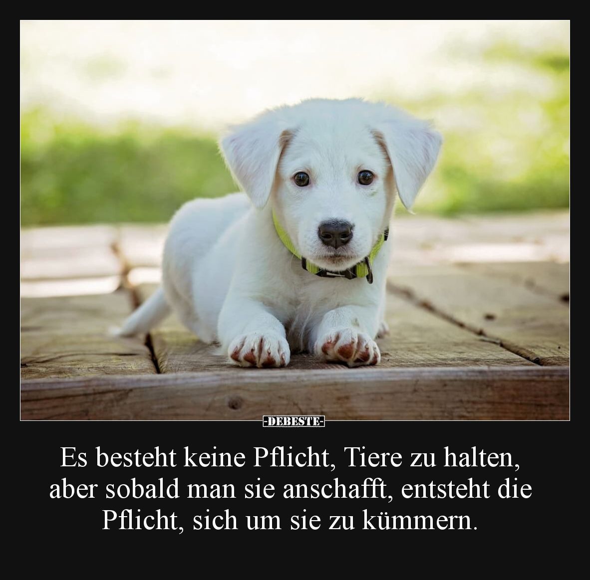Es besteht keine Pflicht, Tiere zu halten, aber sobald man.. - Lustige Bilder | DEBESTE.de