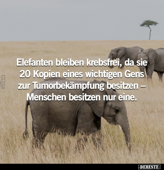 Elefanten bleiben krebsfrei.. - Lustige Bilder | DEBESTE.de
