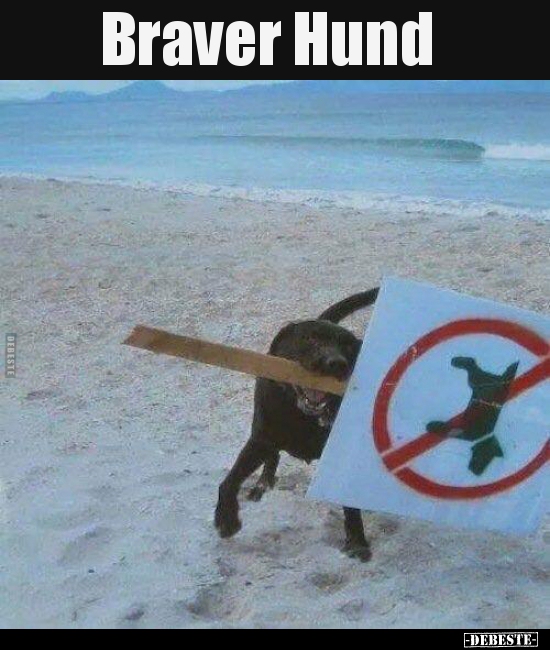 Braver Hund.. - Lustige Bilder | DEBESTE.de