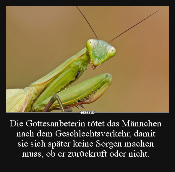 Die Gottesanbeterin tötet das Männchen nach dem.. - Lustige Bilder | DEBESTE.de