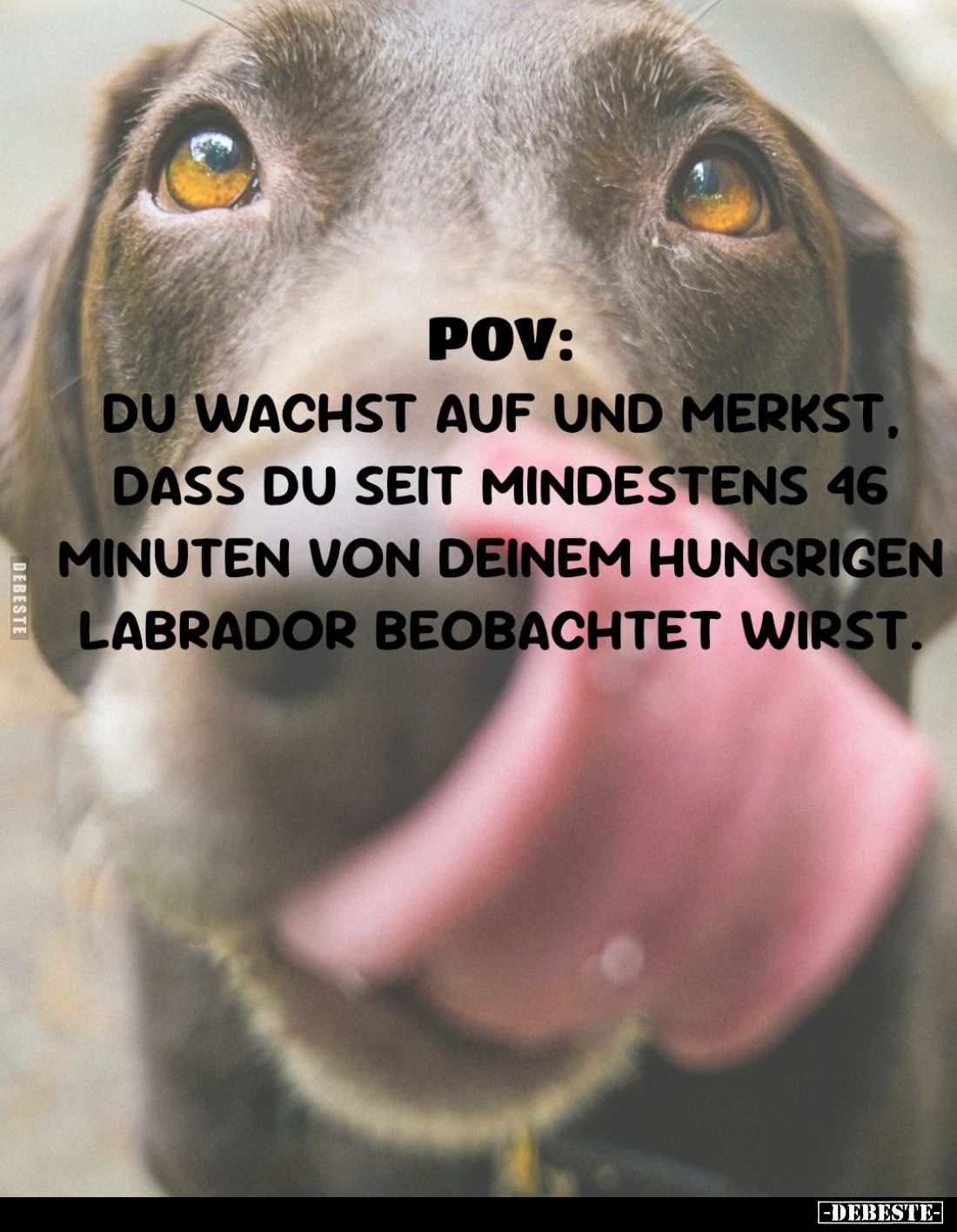 POV: Du wachst auf und merkst, dass du seit mindestens 46 Minuten von deinem hungrigen Labrador beobachtet wirst