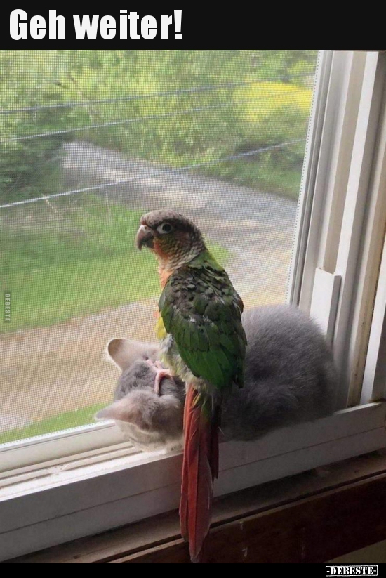 Geh weiter!..
