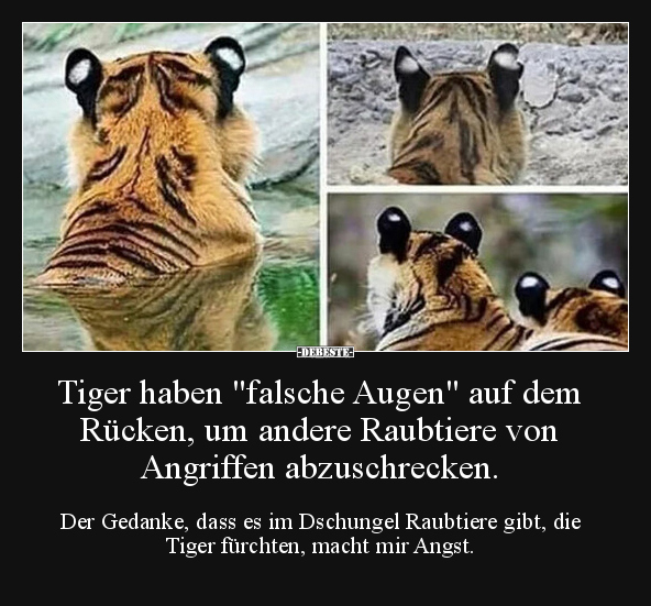 Tiger haben "falsche Augen" auf dem Rücken, um andere.. - Lustige Bilder | DEBESTE.de