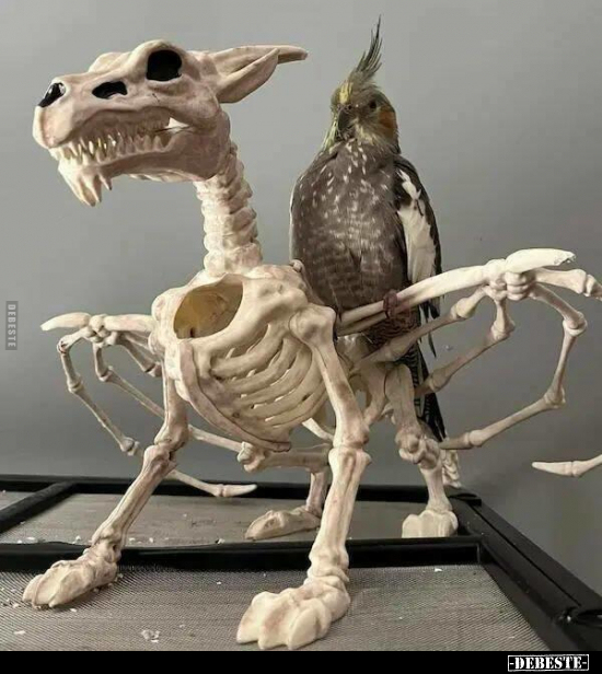  - Lustige Bilder | DEBESTE.de