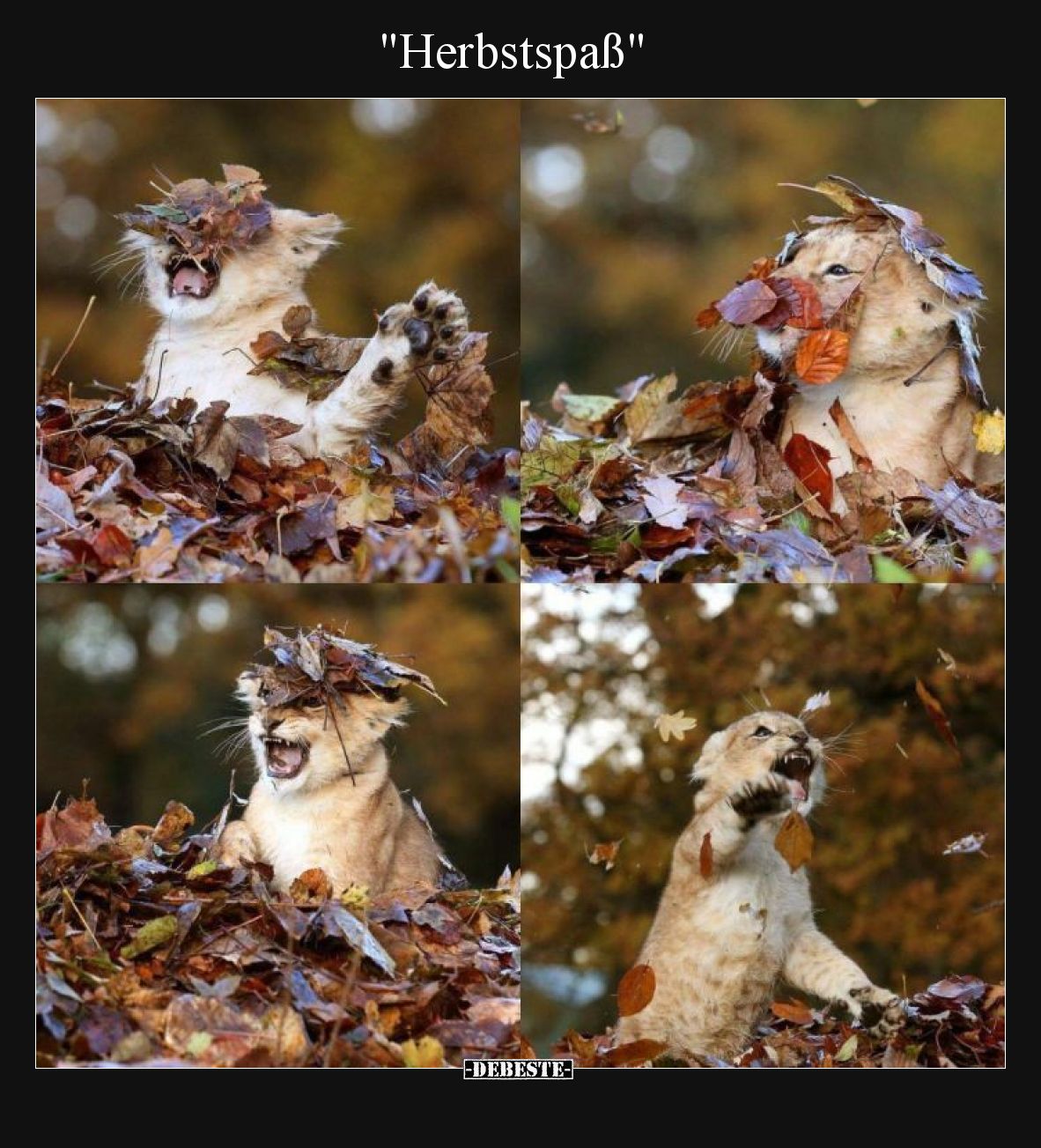"Herbstspaß".. - Lustige Bilder | DEBESTE.de