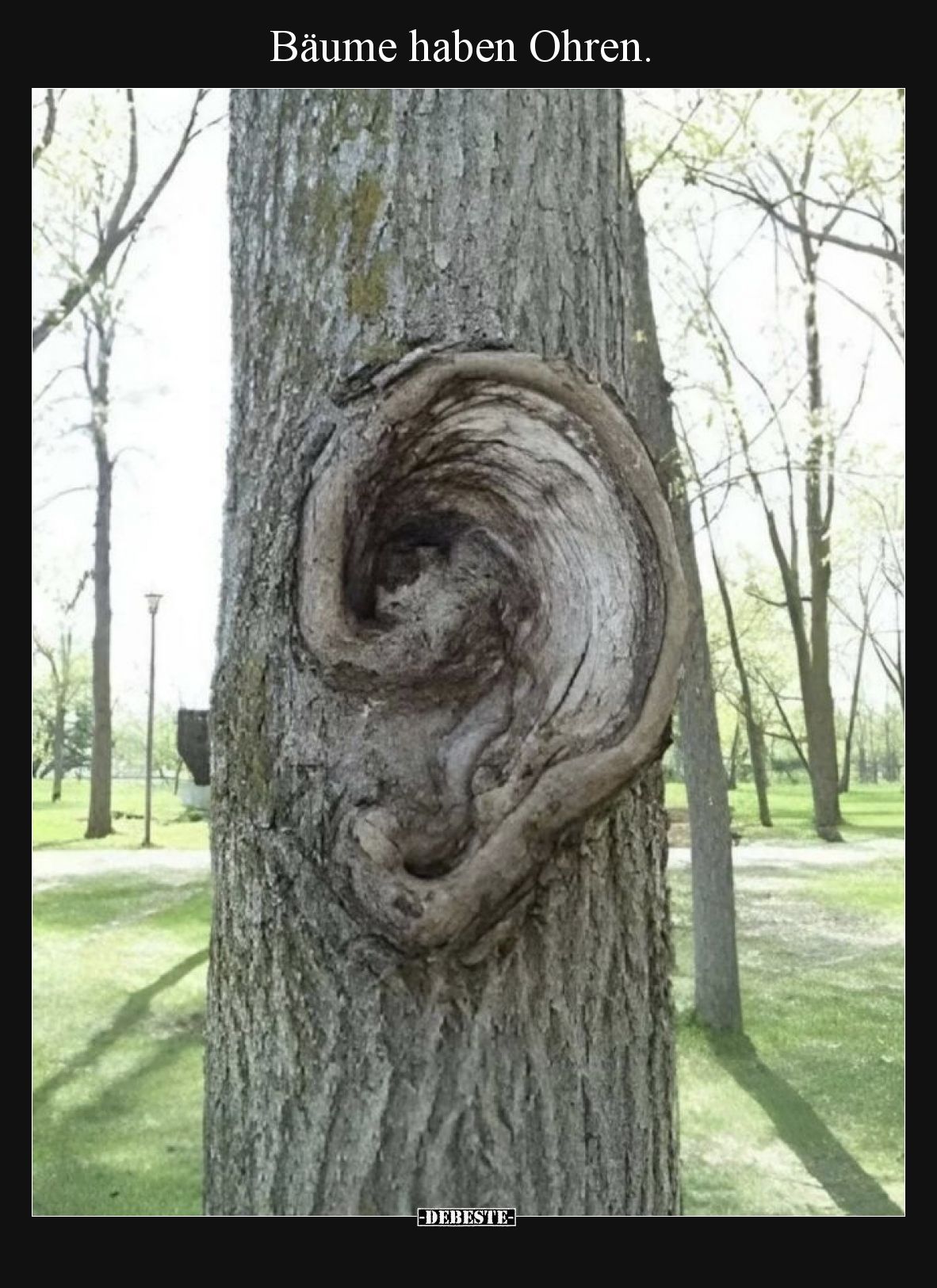 Bäume haben Ohren... - Lustige Bilder | DEBESTE.de