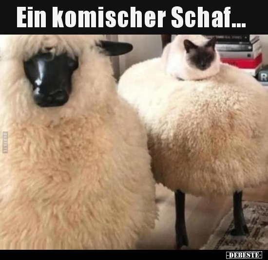 Ein komischer Schaf... - Lustige Bilder | DEBESTE.de