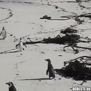  - Lustige Bilder | DEBESTE.de