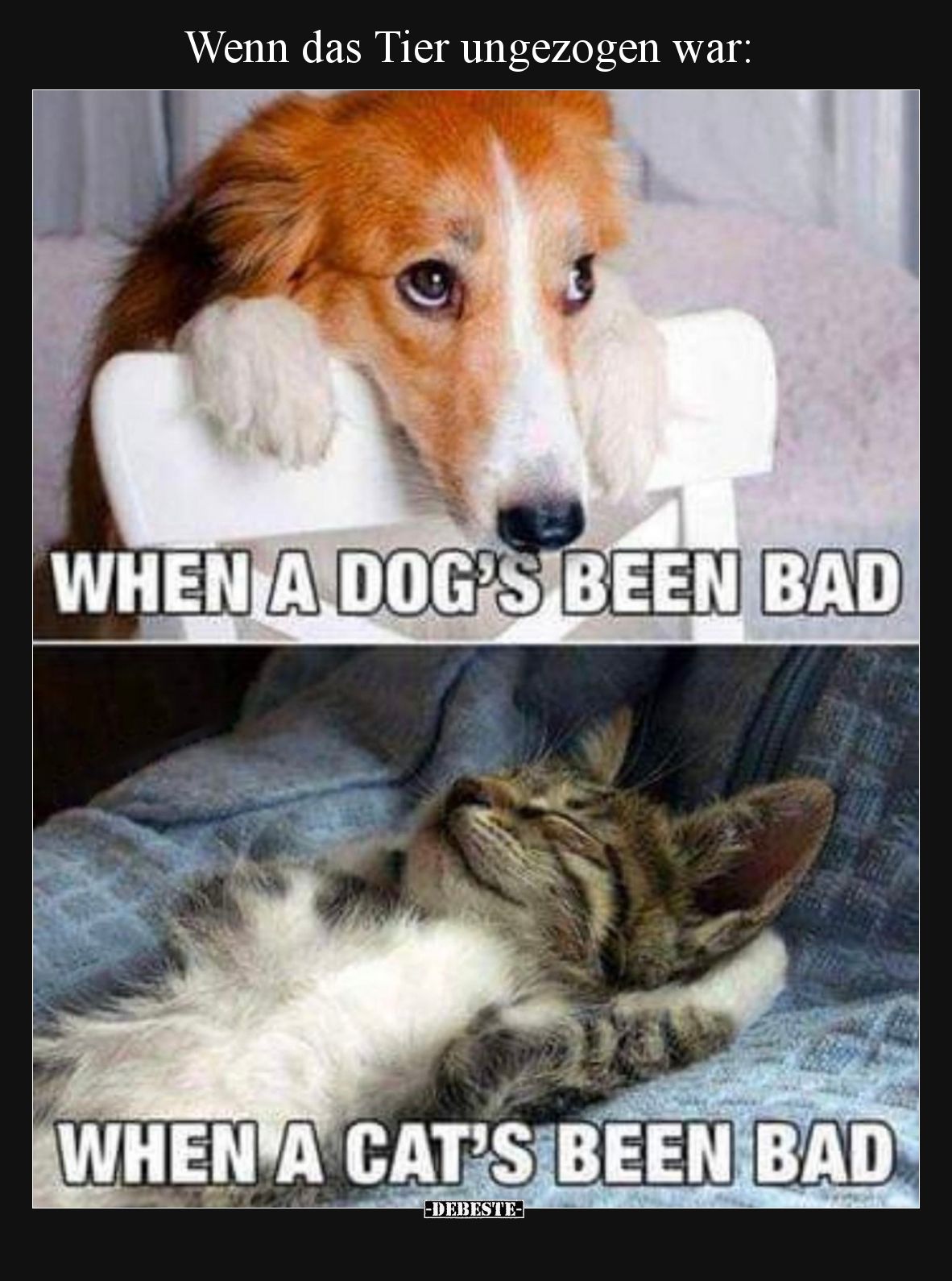 Wenn das Tier ungezogen war