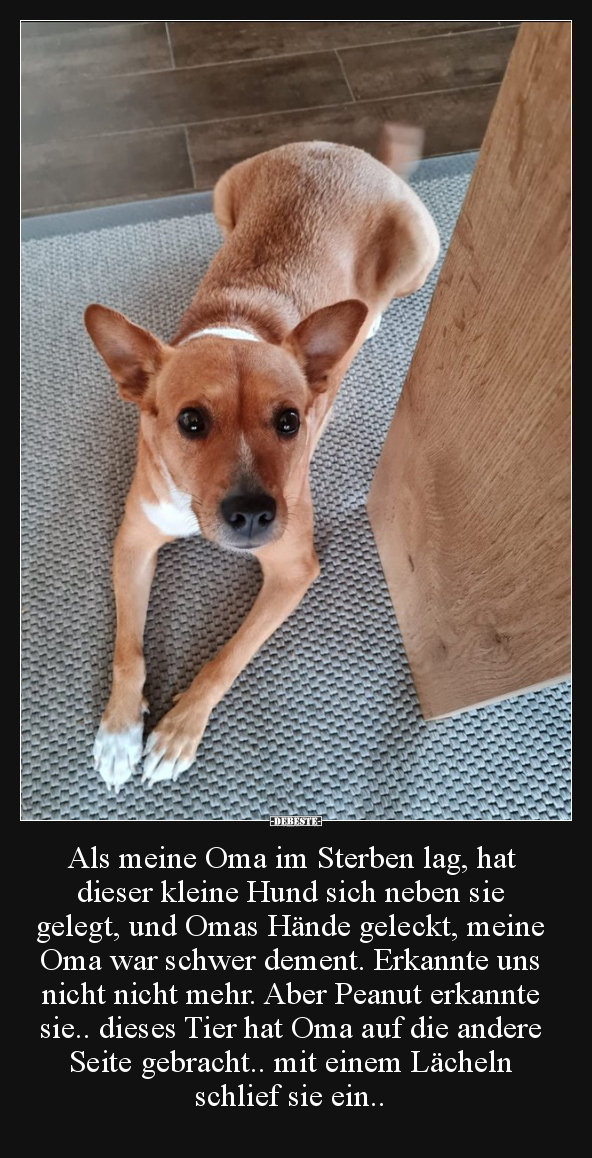 Als meine Oma im Sterben lag, hat dieser kleine Hund.. - Lustige Bilder | DEBESTE.de