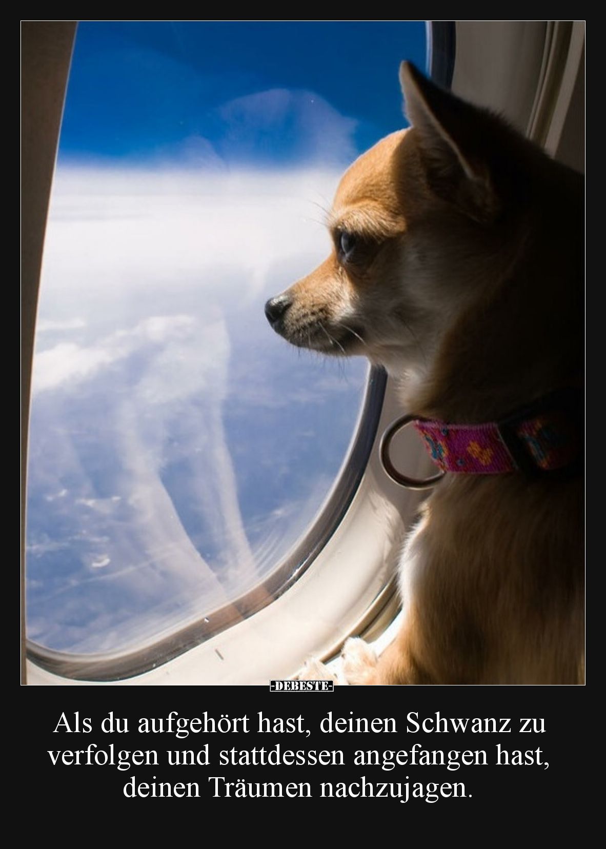 Als du aufgehört hast, deinen Schwanz zu verfolgen und stattdessen angefangen hast, deinen Träumen nachzujagen.