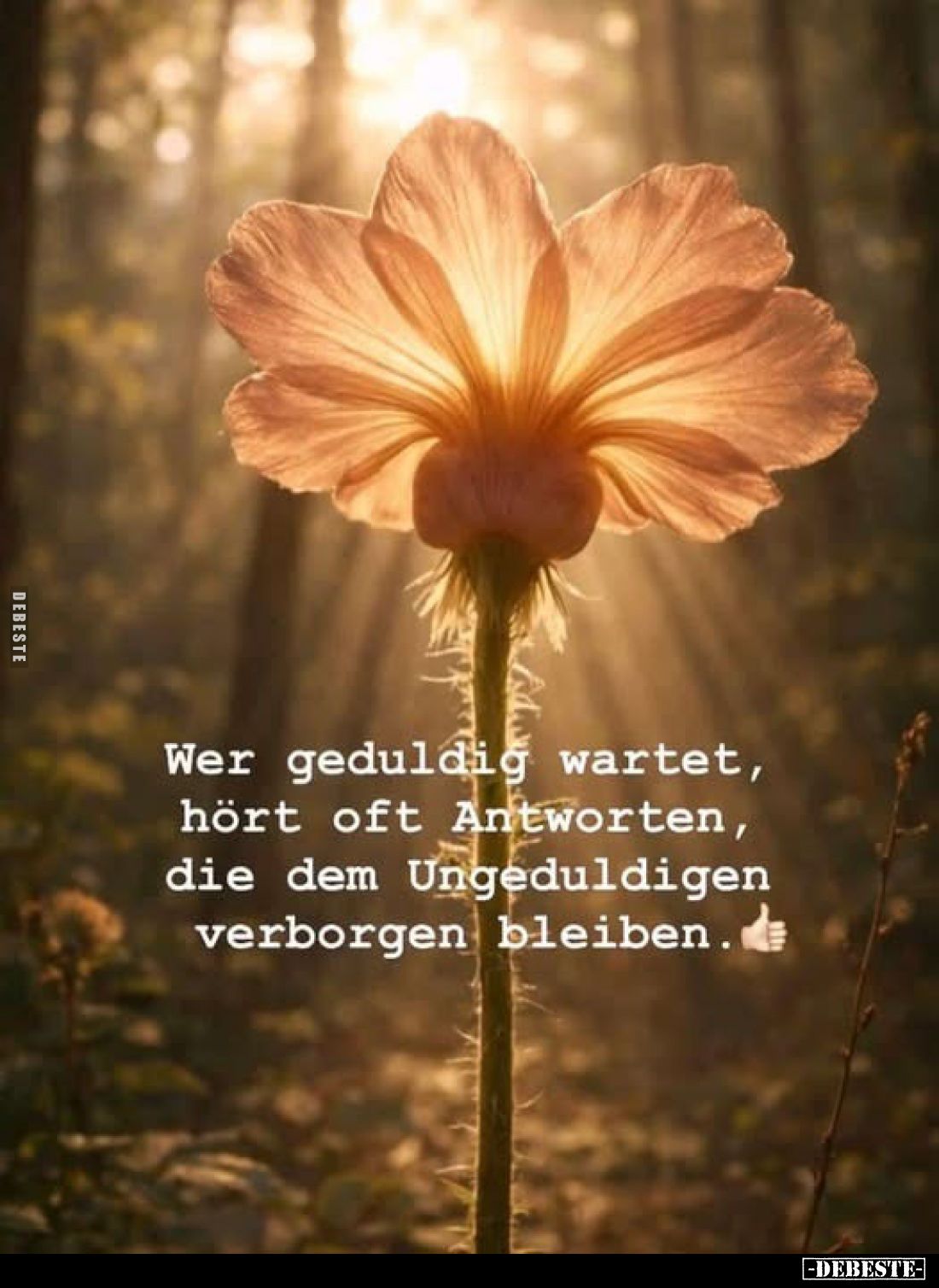 Wer geduldig wartet, hört oft Antworten, die dem Ungeduldigen verborgen bleiben.