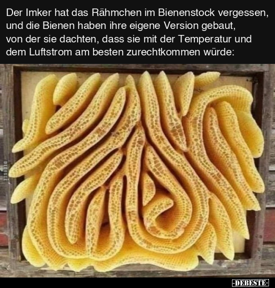 Der Imker hat das Rähmchen im Bienenstock vergessen, und.. - Lustige Bilder | DEBESTE.de