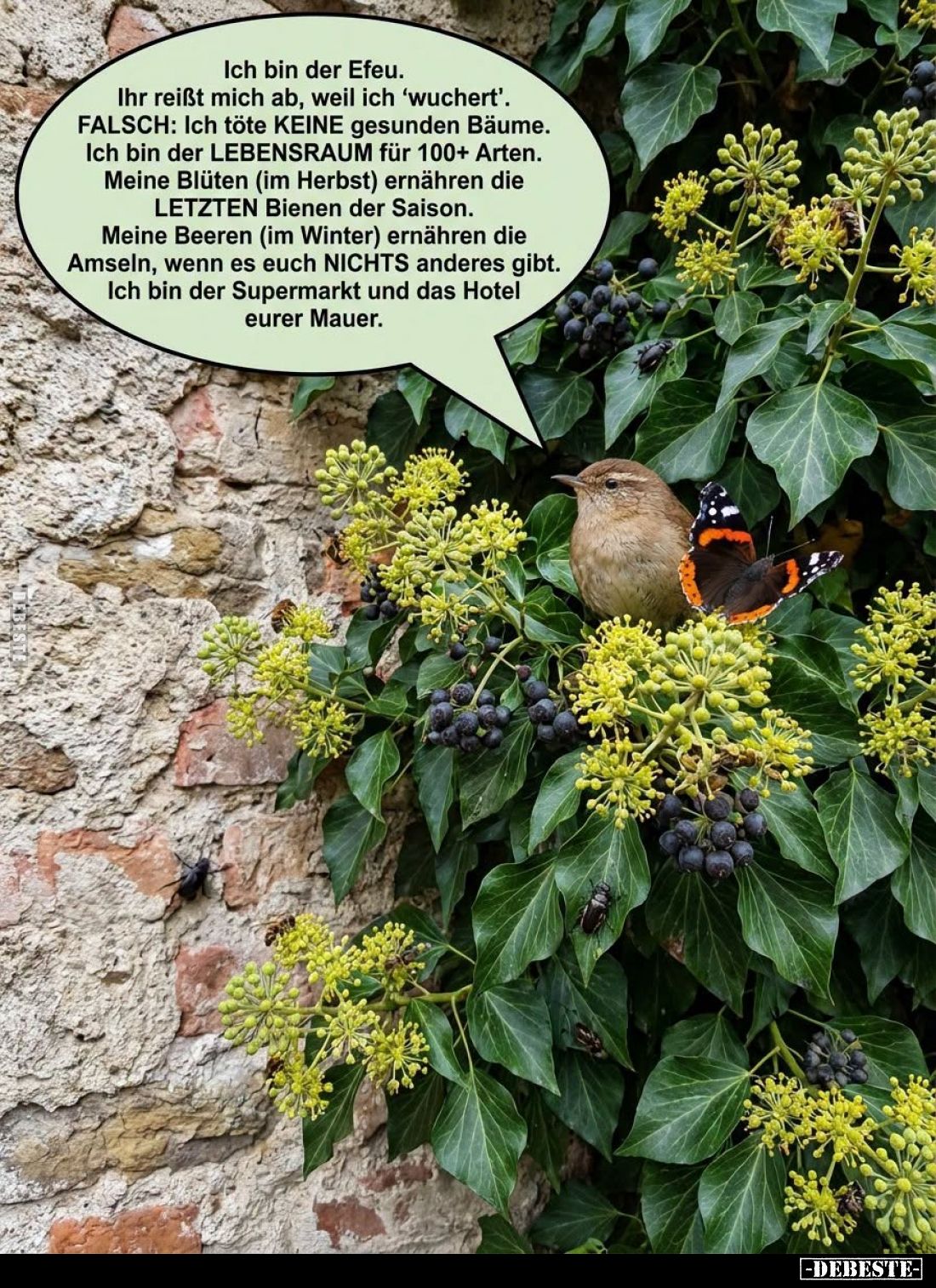 Ich bin der Efeu... - Lustige Bilder | DEBESTE.de