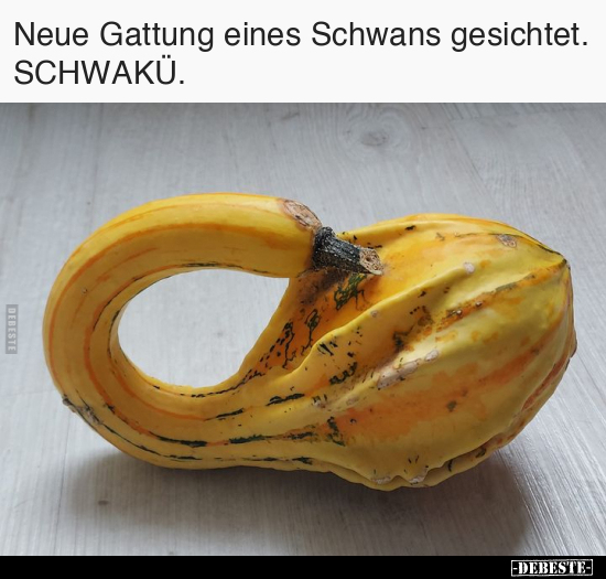 Neue Gattung eines Schwans gesichtet. SCHWAKÜ... - Lustige Bilder | DEBESTE.de