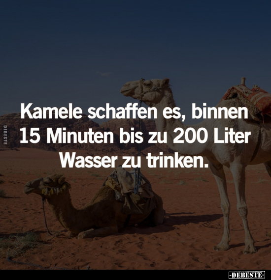 Kamele schaffen es, binnen 15 Minuten bis zu 200 Liter.. - Lustige Bilder | DEBESTE.de