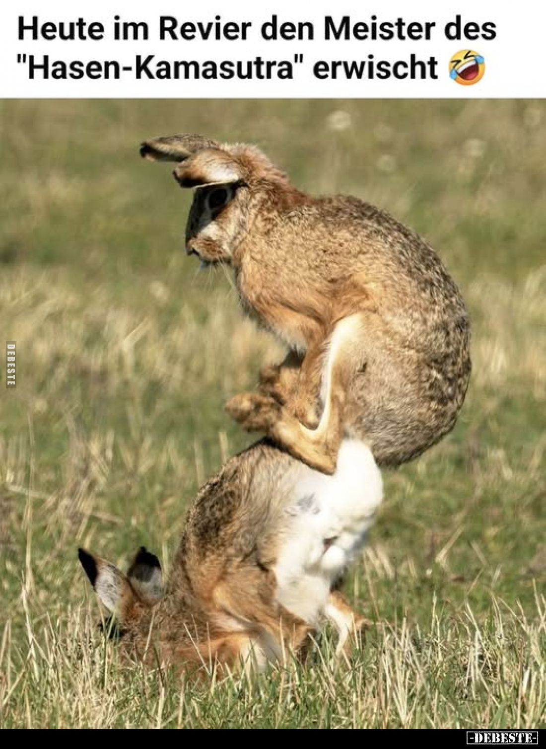 Heute im Revier den Meister... - Lustige Bilder | DEBESTE.de