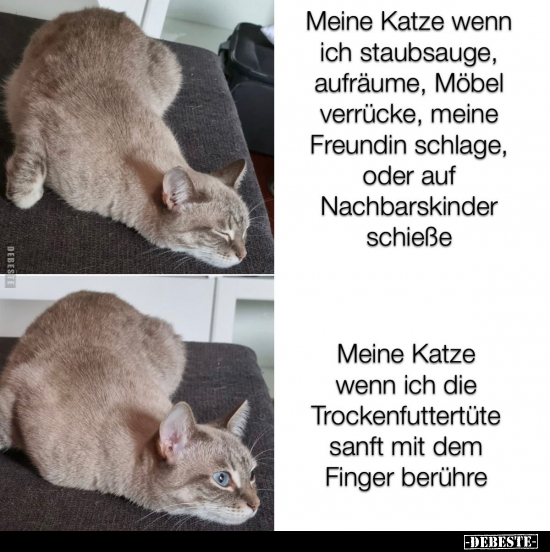 "Meine Katze wenn ich staubsauge, aufräume, Möbel verrücke.." - Lustige Bilder | DEBESTE.de