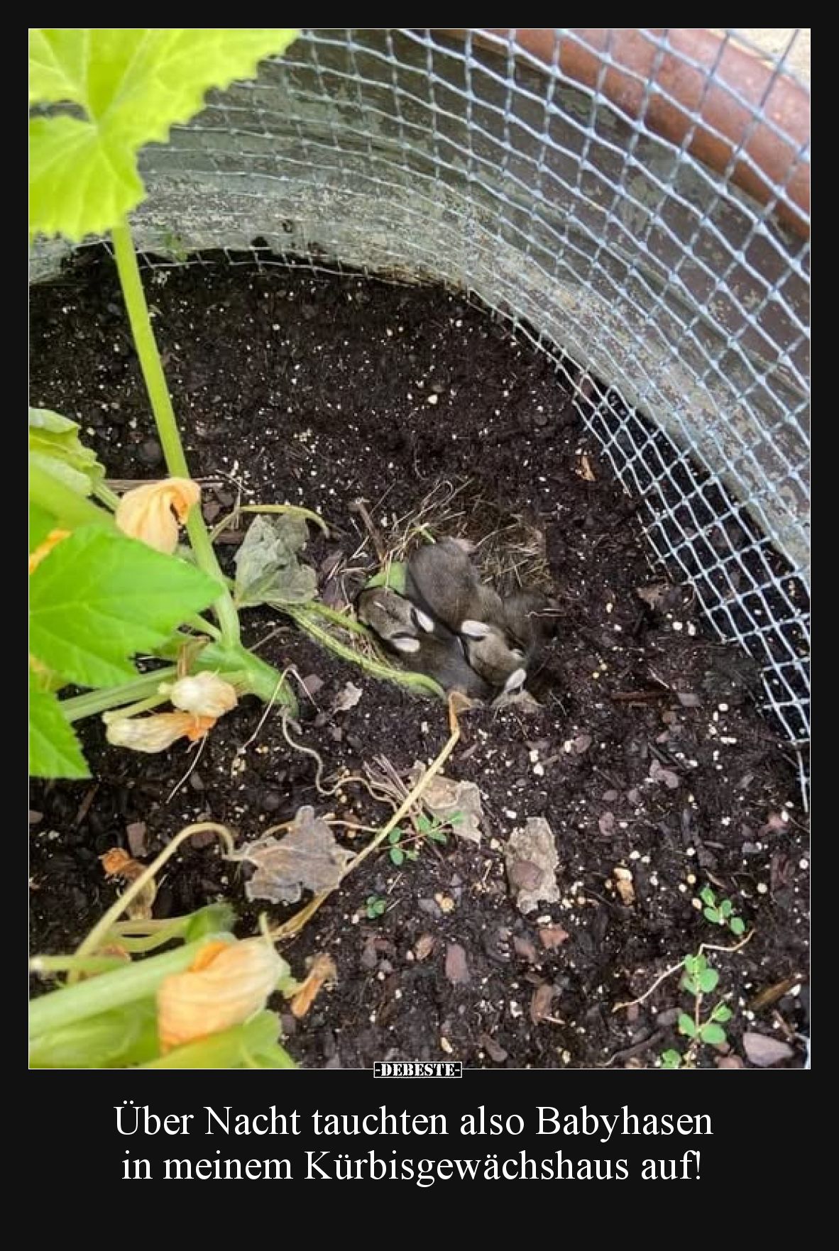 Über Nacht tauchten also Babyhasen in meinem Kürbisgewächshaus auf.