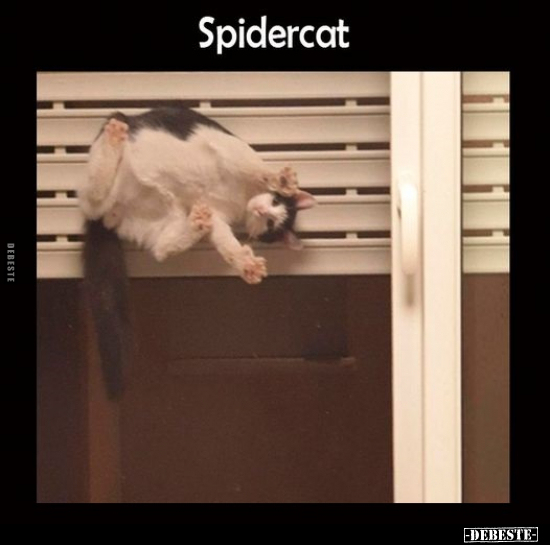 Spidercat.. - Lustige Bilder | DEBESTE.de