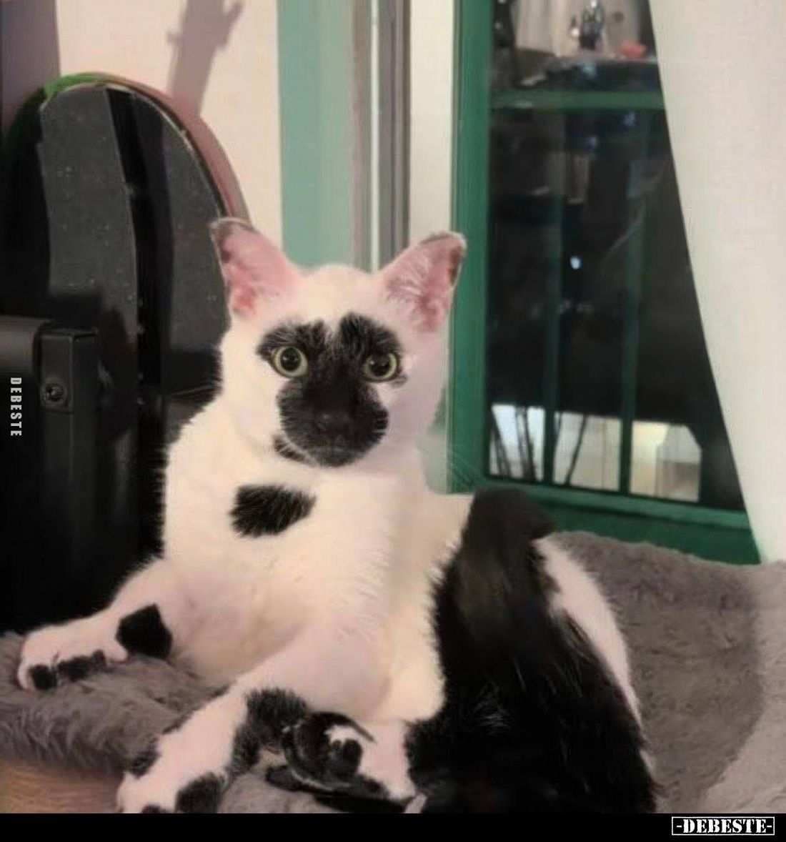  - Lustige Bilder | DEBESTE.de