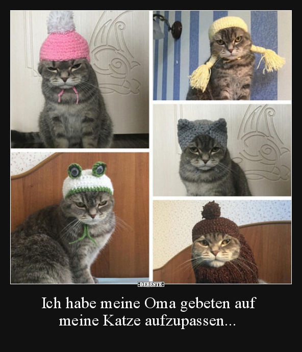 Ich habe meine Oma gebeten auf meine Katze aufzupassen... - Lustige Bilder | DEBESTE.de