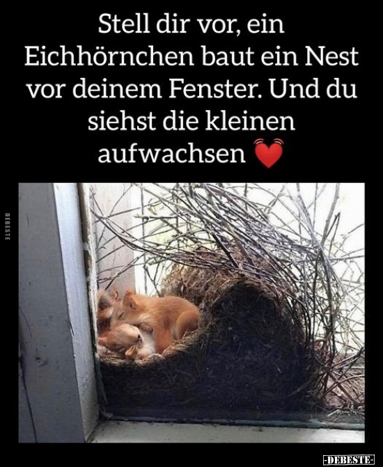 Stell dir vor, ein Eichhörnchen baut ein Nest vor deinem.. - Lustige Bilder | DEBESTE.de