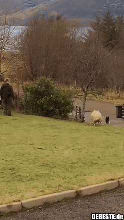  - Lustige Bilder | DEBESTE.de