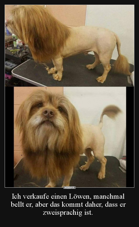 Ich verkaufe einen Löwen, manchmal bellt er, aber das..