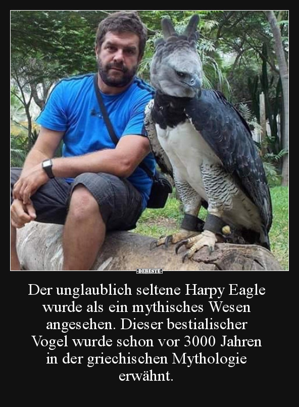 Der unglaublich seltene Harpy Eagle wurde als ein.. - Lustige Bilder | DEBESTE.de