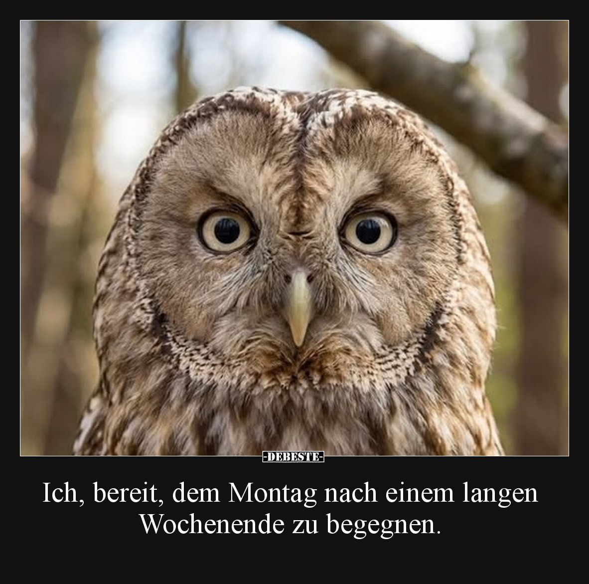 Ich, bereit, dem Montag nach einem langen Wochenende zu begegnen.